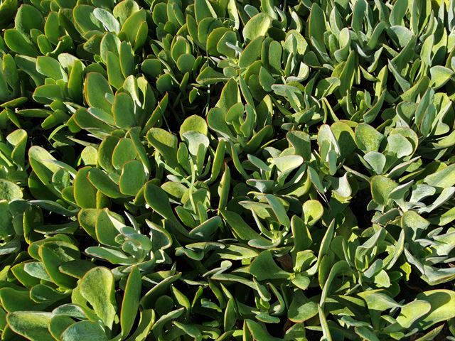 cotyledon orbiculata grey leaf (4) Hardy   Evergreen   Drought resistant   Spreading groundcover   Attracts butterflies and insects   Free flowering